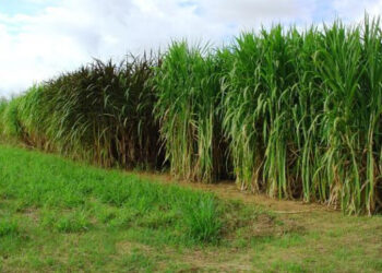 MS tem potencial para irrigar até 4 milhões de hectares de agricultura