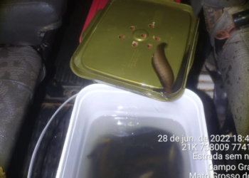 Motorista de Kombi escolar é multado ao transportar 240 peixes tuviras de forma ilegal