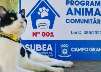 Lançado em 2022, animal comunitário garante proteção a 187 cães e gatos na Capital
