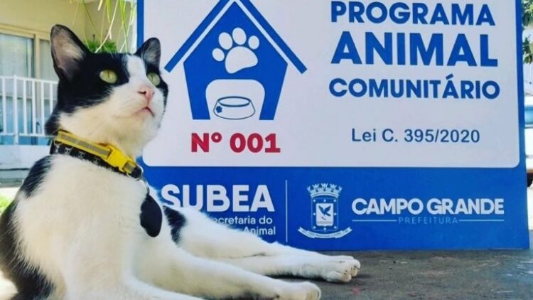 Lançado em 2022, animal comunitário garante proteção a 187 cães e gatos na Capital