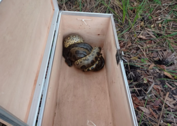 “Véio do rio tá soltinho”: Sucuri de 2 metros é encontrada no Centro por morador comendo frango
