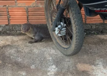 Lontra é capturada perambulando soltinha pelas ruas de cidade