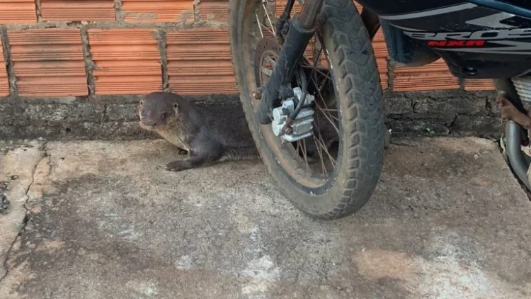 Lontra é capturada perambulando soltinha pelas ruas de cidade
