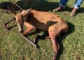 Cães atacam e matam Cervo-do-Pantanal; animal foi socorrido mas não resistiu