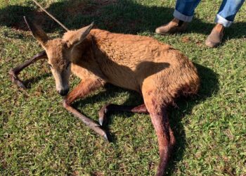 Cães atacam e matam Cervo-do-Pantanal; animal foi socorrido mas não resistiu
