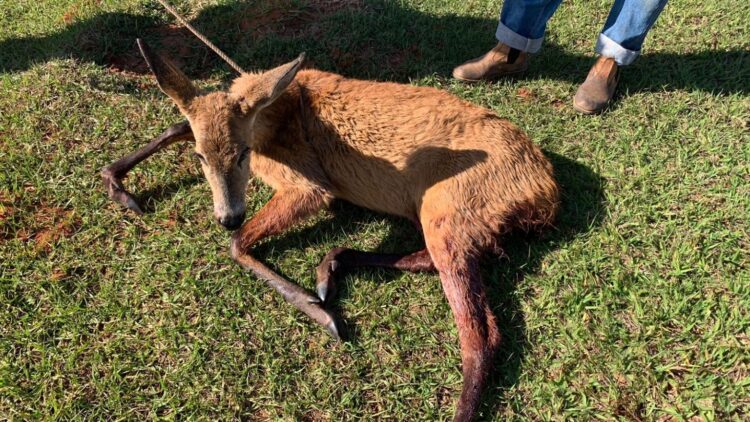 Cães atacam e matam Cervo-do-Pantanal; animal foi socorrido mas não resistiu