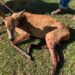 Cães atacam e matam Cervo-do-Pantanal; animal foi socorrido mas não resistiu