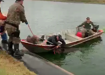 Policiais levam mais de 5 horas para retirar 2 antas de mais de meia tonelada de lagoa