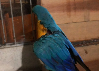 Arara com asa ferida por linha de cerol vinda de pipa é resgatada em Campo Grande