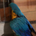 Arara com asa ferida por linha de cerol vinda de pipa é resgatada em Campo Grande