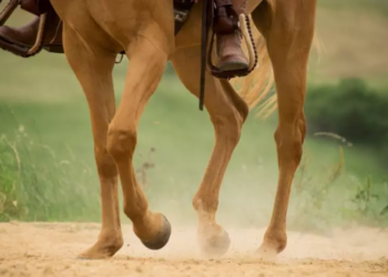 Peão cai de cavalo durante manejo com gado e acaba morrendo na Santa Casa da Capital