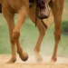 Peão cai de cavalo durante manejo com gado e acaba morrendo na Santa Casa da Capital