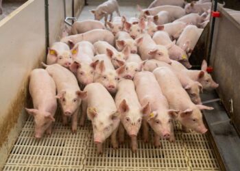 Suinocultura de MS vislumbra cenário otimista com recuperação do preço