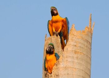 Passarinhando em Campo Grande: Cidade tem mais de 400 aves catalogadas