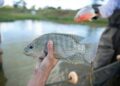 Sistema Famasul apoia 19ª edição da Semana do Pescado