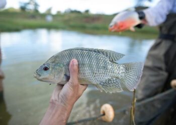 Sistema Famasul apoia 19ª edição da Semana do Pescado