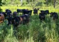 ABPO e Wetlands firmam acordo para promover indicação geográfica pantaneira