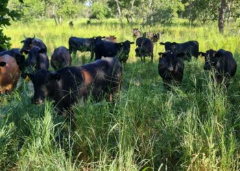 ABPO e Wetlands firmam acordo para promover indicação geográfica pantaneira