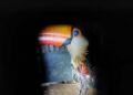 Tucano ferido por linha de cerol é capturado pela PMA em residência