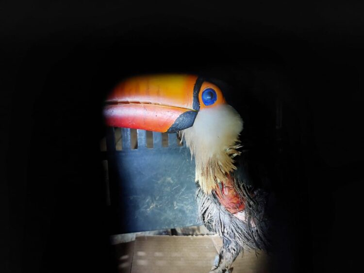 Tucano ferido por linha de cerol é capturado pela PMA em residência