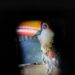 Tucano ferido por linha de cerol é capturado pela PMA em residência