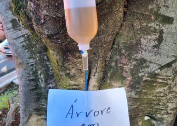 Árvore na Mato Grosso toma “soro” para melhorar saúde e forma física por meio da Semadur