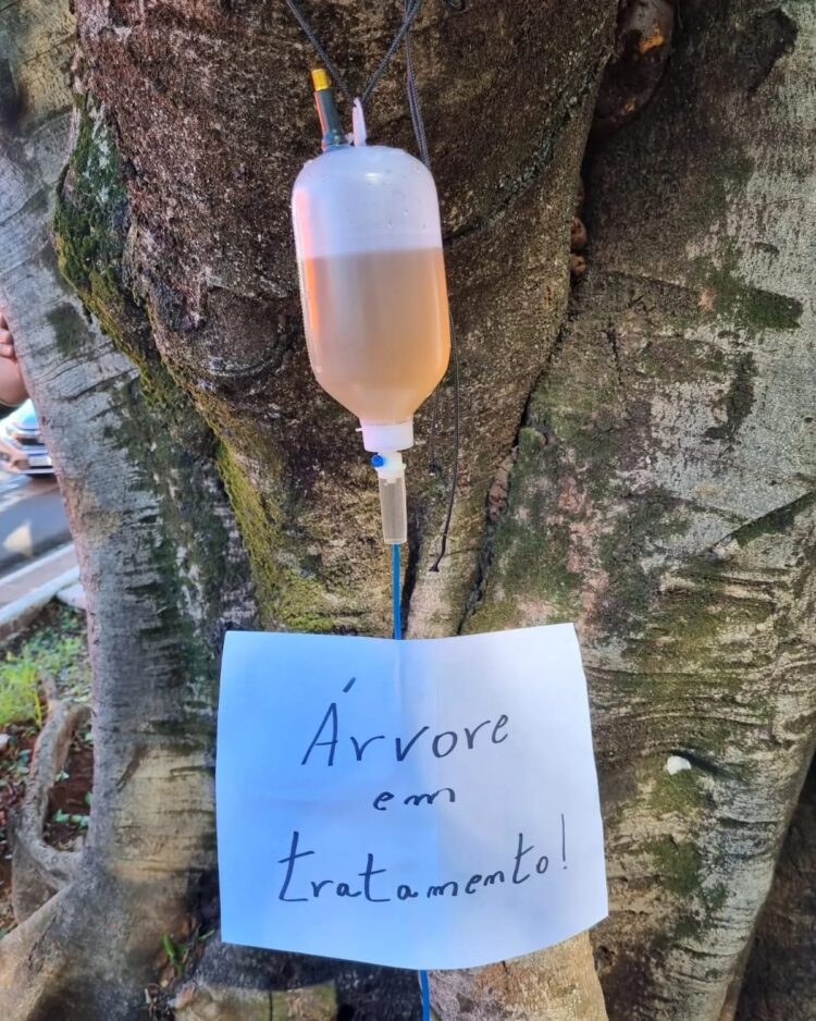 Árvore na Mato Grosso toma “soro” para melhorar saúde e forma física por meio da Semadur