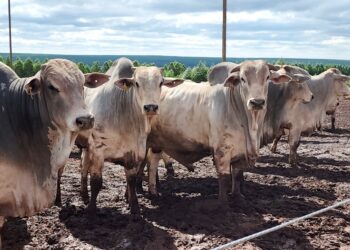 Precoce MS reduz tempo de abate de bovinos em 17 meses e paga R$ 75 milhões aos pecuaristas