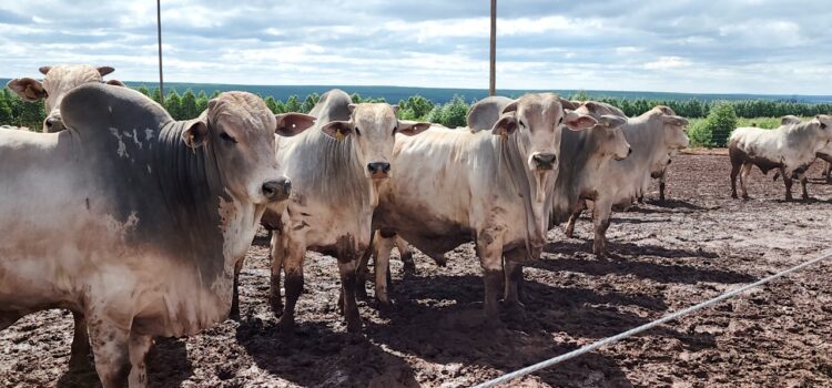 Precoce MS reduz tempo de abate de bovinos em 17 meses e paga R$ 75 milhões aos pecuaristas