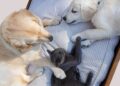 IBGE revela que cães e gatos representam 140 milhões nas residências brasileiras