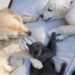 IBGE revela que cães e gatos representam 140 milhões nas residências brasileiras