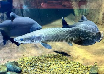 Gigantes das águas doces chegam ao Bioparque Pantanal e são novas atrações do tanque “Rio Grande”