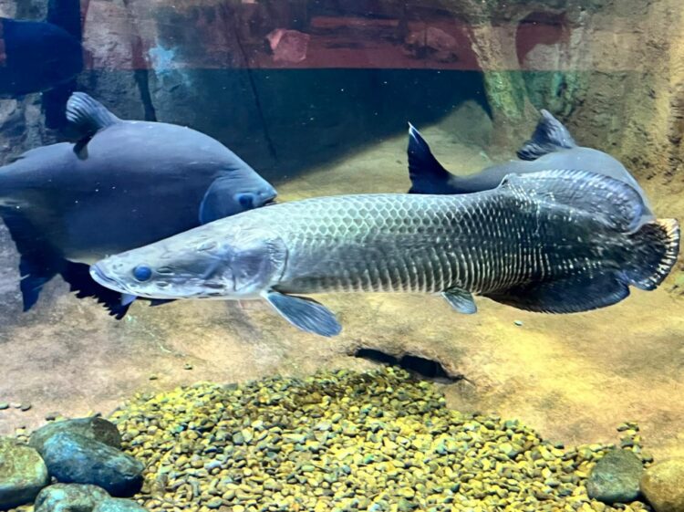 Gigantes das águas doces chegam ao Bioparque Pantanal e são novas atrações do tanque “Rio Grande”
