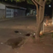 Criminoso atira contra a própria cabeça e morre durante perseguição policial na Capital