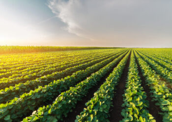 Brasil eleva produtividade e reduz impacto ambiental no agronegócio