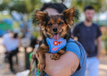 Campão Cultural terá feira pet com produtos, serviços e adoção de animais