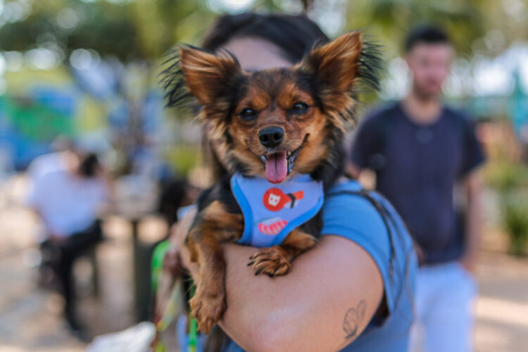 Campão Cultural terá feira pet com produtos, serviços e adoção de animais