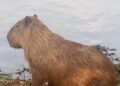 Hoje é o Dia Internacional da Capivara e o site trouxe várias curiosidades sobre as fofas