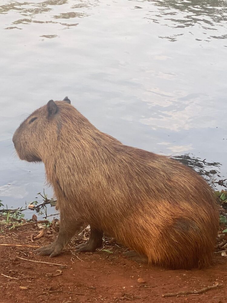 Hoje é o Dia Internacional da Capivara e o site trouxe várias curiosidades sobre as fofas