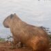 Hoje é o Dia Internacional da Capivara e o site trouxe várias curiosidades sobre as fofas