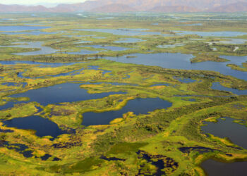 Movimenta Pantanal reúne parceiros para revisar critérios de sustentabilidade em econegócios