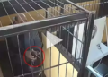 Acusado de matar a mulher que fugiu apontando arma pra policiais é recapturado no interior