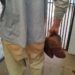 Homem é preso por levar a força mulher para milharal, agredi-la e estuprá-la