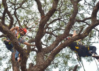 Dia da Árvore: Capital celebra a data sendo referência mundial na preservação das florestas urbanas