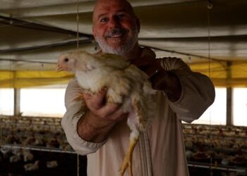 Avicultor aplica conhecimento adquirido no curso CADEC Brasil em produção de aves de corte em MS