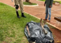 População encontra corpo de homem em praça central de cidade do interior de MS
