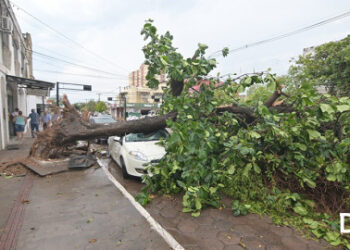 Vídeo: Tempestade chega “chegando” no Pantanal arrancando árvores pela raiz