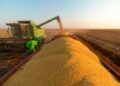 Seca nos EUA pode dar mais força aos produtores de soja brasileiros