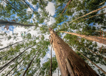 Fazendeiro é atingido por eucalipto enquanto acompanha o corte e morre