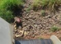 PMA autua hidrelétrica em R$ 105,5 mil por matar capivaras, tatus, tamanduá e anta na área de turbinas